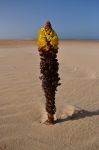 Fiore nel deserto, Dakhla: in mezzo al nulla del Sahara capita anche di trovare forme di vita straordinarie come questo fiore, a poche decine di metri dall'acqua della baia.