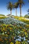 Fiori al Melbourne Botanical Garden, Australia. Questi giardini sono stati fondati nel 1846 e si estendono su 36 ettari che digradano verso il fiume con alberi, aiuole, laghetti e prati.
