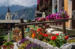 Fiori colorati nel piccolo borgo di Chamois, Valle d'Aosta.
