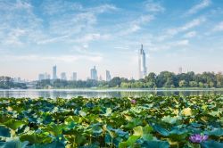 Fiori di loto lungo il fiume a Nanjing, Cina. Sullo sfondo, la skyline di Nanchino, capitale del paese durante la dinastia Ming - © chungking / Shutterstock.com