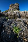 Fiori di montagna nei dintorni di Formia, provincia di Latina, Lazio. In questo territorio la vegetazione sembra quasi sparire per lasciare spazio a rocce selvagge dalle forme bizzarre.
