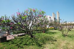 Fiori di Pink Plumeria alla Sukhothai Thammathirat Open University di Nonthaburi, Thailandia. I fiori sono simili a quelli dell'oleandro, profumati, grandi e dai colori più diversi ...