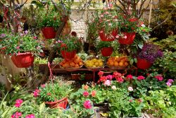 Fiori e frutta decorano il centro di Mdina a Malta durante il Festiva Medievale
