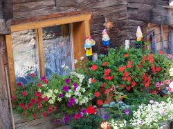 Fiori in una tipica casa di legno a Leukerbad, Svizzera. Questo grazioso paesino del cantone del Vallese conta poco meno di 1600 abitanti.

