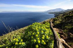 Fiori selvatici lungo uno dei sentieri della riserva dello Zingaro in Sicilia