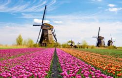 Fioritura dei tulipani in Olanda vicino Amsterdam.