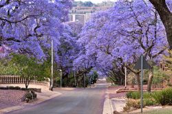 Fioritura di alberi di jacaranda in una strada di Pretoria, Sudafrica. I fiori di questa specie floreale hanno una corolla di colore dal blu al viola porpora.


