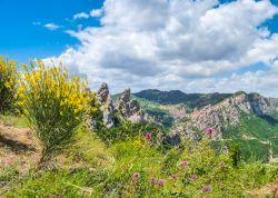 Fioritura di ginestre sulle Dolomiti lucane a Pietrapertosa, Basilicata.