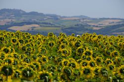 Fioritura di girasoli nelle campagne di Montecassiano nelle Marche
