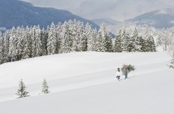 Flachau (Austria): un uomo e una donna trasportano un albero di Natale nella neve.
