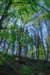 Gli alberi di una foresta al confine tra Germania e Danimarca, fuori dalla cittadina di Flensburg - © Mohamad Eqbal Arafeh / Shutterstock.com