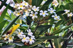 Frangipani della Polinesia