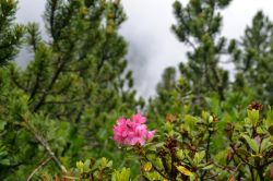 Flora, sentiero didattico: nella Valle dello Stubai, passeggiando nei sentieri sulle montagne, è possibile scoprire ed ammirare un'ampia varietà di flora e fauna. Il sentiero ...