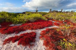 L'isola di Floreana alle Galapagos. Famosa per la sua vegetazione colorata l'isola offre anche un grande sito per immersioni e snorkeling, chiamato la "Corona del Diavolo", ...