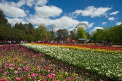 Floriade Festival di Canberra, Australia - Il festival dei fiori viene celebrato in moltissime città che appartengono ad ogni luogo del mondo. Conosciutissimo quello in Giappone, apprezzato ...
