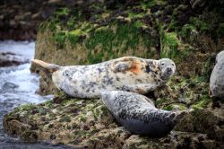 Foche grigie sulla costa di Seahouses, isole di Farne, Inghilterra. Questo mammifero appartiene all'ordine dei Pinnipedi e alla famiglia dei Focidi.

