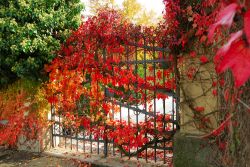 Foglie rosse decorano un cancello in ferro a Ludwigsburg, Germania - © Yuriy Davats / Shutterstock.com