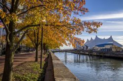 Foliage autunnale a Baltimora all'Inner Harbor, Stati Uniti d'America.

