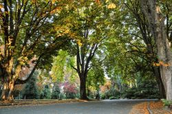 Foliage autunnale a Volunteer Park, Seattle, Washington. Questo parco ospita anche un anfiteatro, una torre d'acqua con ponte di osservazione, il Seattle Asian Art Museum e il memoriale ...