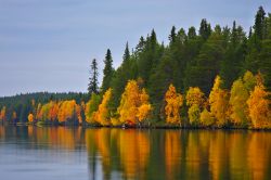 Foliage autunnale attorno al lago di Kuusamo, Finlandia. Il 90% del territorio di questa cittadina è ricoperto da boschi di pini e abeti in cui vivono numerose specie animali.



 ...