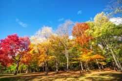 Foliage autunnale in un parco della città di Rochester, stato di New York (USA).

