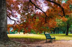 Foliage autunnale in un parco pubblico sulle colline di Austin, Texas (USA).

