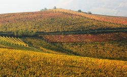 Foliage autunnale nei vigneti del Piemonte tra Langhe e Monferrato - © Rostislav Glinsky / shutterstock.com