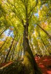 Foliage autunnale nei boschi di Monte Cimino a Soriano nel Cimino, Viterbo, Lazio. Nel 2017 le foreste di questa zona montuosa sono diventate patrimonio mondiale dell'Umanità.



 ...