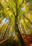 Foliage autunnale nei boschi di Monte Cimino a Soriano nel Cimino, Viterbo, Lazio. Nel 2017 le foreste di questa zona montuosa sono diventate patrimonio mondiale dell'Umanità.



 ...