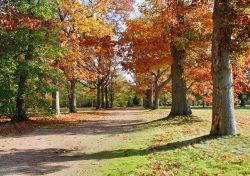 Foliage autunnale nel Great Park England di Windsor, Regno Unito. Un bel tracciato sterrato si snoda fra gli alberi e le vegetazione.



