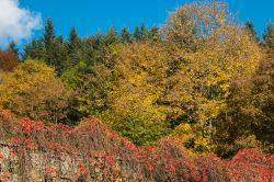 Foliage autunnale nel Parco Nazionale delle Foreste Casentinesi, Camaldoli, Toscana. Istituito nel 1993, il parco si trova nell'Appennino tosco-romagnolo.



