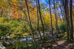 Foliage autunnale nel parco nazionale delle Great Smoky Mountains, USA.
