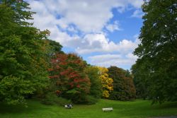 Foliage autunnale nel Rombergpark di Dortmund, Germania. E' un esteso giardino botanico con serre, sculture e uno zoo.
