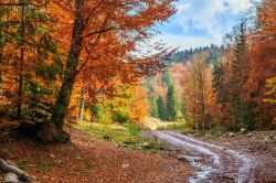 Foliage autunnale in Transilvania, Romania - © Fesus Robert / Shutterstock.com