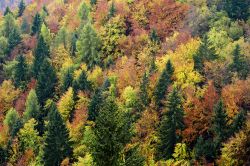 Foliage autunnale sull'altopiano di Asiago, provincia di Vicenza, Veneto - © 127108517 / Shutterstock.com