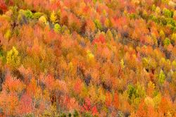 Foliage nel Parco Nazionale delle Foreste Casentinesi a Campigna