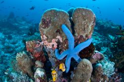 I fondali e le barriere coralline dell'arcipelago di Sulawesi sono straordinari per le immersioni nel mare che circonda l'Indonesia - foto © Ethan Daniels / Shutterstock.com