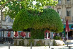 La cosiddetta "Fontaine Moussue" (o "Grande Fontaine") di Salon-de-Provence è caratterizzata dalla presenza di muschio e calcare, che con tempo hanno assunto le sembianze ...