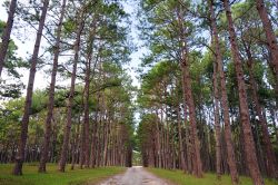 Una foresta di pini al Boa Keaw Silvicultural Research Station di Mae Sariang, Thailandia. Situata sulla Hot-Mae Sariang Road al km 36, quest'area ospita foreste di pino e eucalipto su un'ampia ...