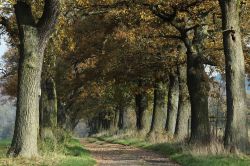 Querce nella foresta di Reinhard a Kassel, Germania - Un incantevole scorcio paesaggistico nei pressi di Kassel dove la foresta di Reinhard ospita delle belle querce © hecke61 / Shutterstock.com ...