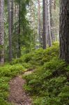 Una foresta nei dintorni di Veld am Woerther See in Austria - © Bildagentur Zoonar GmbH / Shutterstock.com