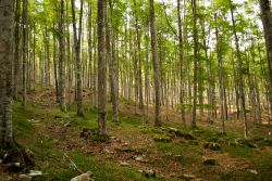 Foresta nelle montagne delle Dolomiti nei pressi di Alleghe, provincia di Belluno.
