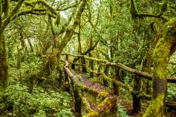 La foresta del Parque Nacional de Garajonay sull'isola di La Gomera, nella zona occidentale dell'arcipelago delle Canarie (Spagna).
