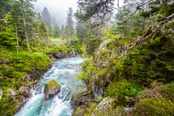 Foreste di pini e torrente di montagna a Pont d'Espagne, Cauterets, Pirenei francesi.

