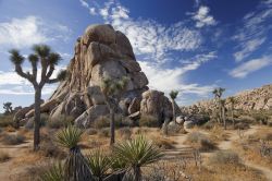Formazioni rocciose e vegetazione al Joshua Tree, Deserto del Mojave, California. Il parco si estende su una superficie di circa 3200 km quadrati e deve il suo nome alla pianta Yucca brevifolia, ...