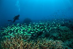 Foto subacquea di un sub e di un banco di pesci nella barriera corallina di Gili, Nusa Tenggara Barat, Indonesia.

