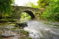 Fotografia del torrente Clare Glens a Limerick, Irlanda. Uno scorcio paesaggistico di quest'area boschiva attraversata dal fiume Clare e da alcuni torrenti.
