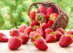 Fratta Terme, frazione di Bertinoro è celebre per la produzione delle fragole. Qui si svolge in primavera una sagra a tema