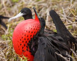 Una fregata nella stagione degli accoppiamenti fotografata alle Galapagos. Il maschio di questa specie è caratterizzato da un'appariscente sacca gulare rosso acceso che gonfia durante ...