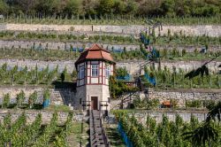 Freyburg / Unstrut, panorama dei vigneti tipici della Sassonia-Anhalt